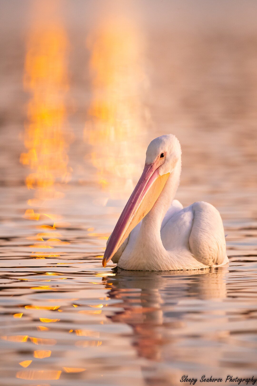 🐬 카모가와 씨월드 이미지 7